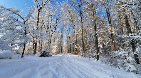 Winter snow wonderland landscape. Amazing beautiful white winter forest. Stock Photos