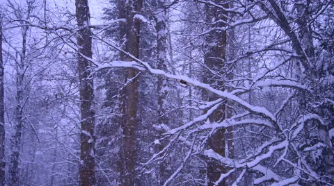 Winter Snow In The Woods Background Vídeos de archivo 46157457