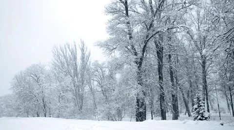 Winter snow in the woods, falling snow video 스톡 동영상 50194971