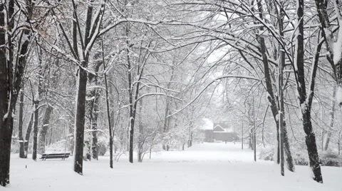 Winter snow in the woods, falling snow video 스톡 동영상 50195174