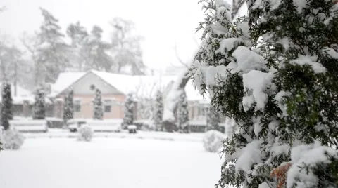 Winter snow in the woods, falling snow video 스톡 동영상 50195255