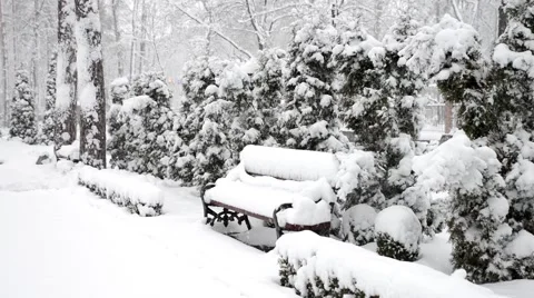 Winter snow in the woods, falling snow video Stockbeeldmateriaal 50195449