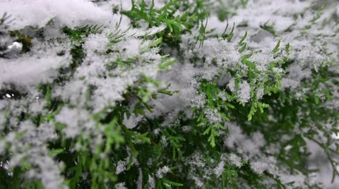 Winter snow in the woods, falling snow video 스톡 동영상 50195598