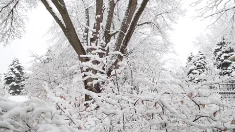 Winter snowfall covers trees Stock Footage 134585626