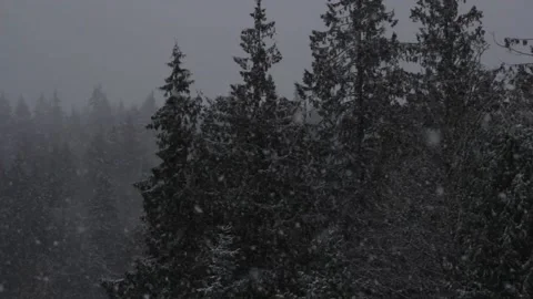 Winter Snowfall Stock Footage 132781595