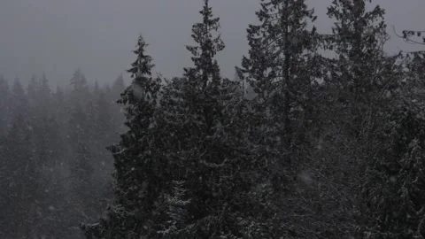 Winter Snowfall Stock Footage 132783522