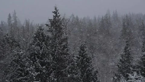 Winter Snowfall Stock Footage 132784347