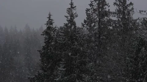 Winter Snowfall Stock Footage 132784892