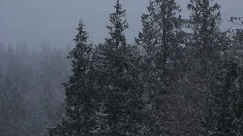 Winter Snowfall Stock Footage 132785660