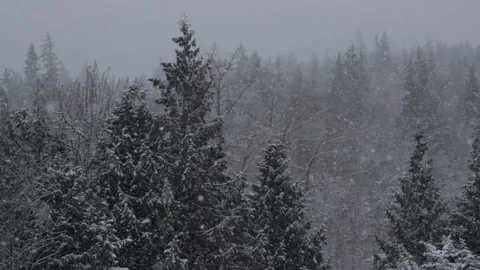 Winter Snowfall Stock Footage 132788445