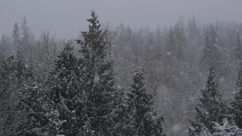 Winter Snowfall Stock Footage 132789422
