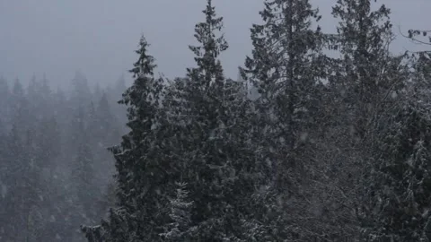 Winter Snowfall Stock Footage 132789687