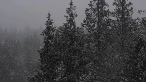 Winter Snowfall Stock Footage 132791413