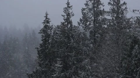 Winter Snowfall Stock Footage 132791896