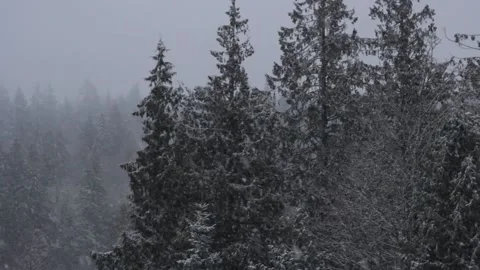 Winter Snowfall Stock Footage 132794731