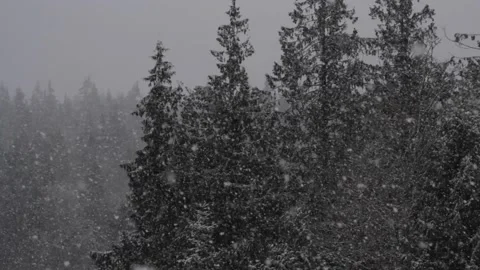 Winter Snowfall Stock Footage 132796767