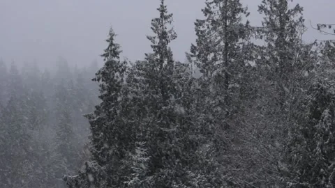 Winter Snowfall Stock Footage 132797397