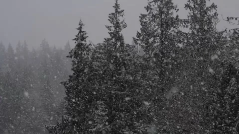 Winter Snowfall Stock Footage 132798571