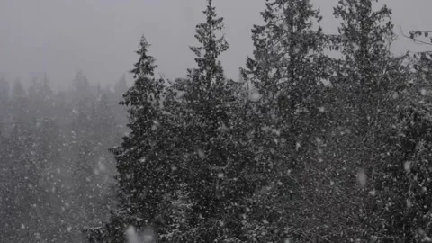 Winter Snowfall Stock Footage 132801668