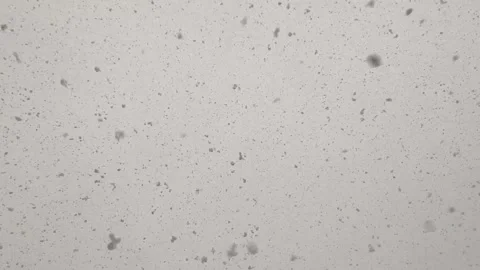 Winter snowfall Stock Footage