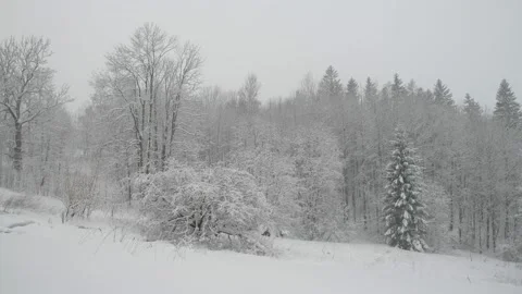 Winter snowfall in the forest, falling snow. Winter landscape. Snow covered Stock Footage 147105041