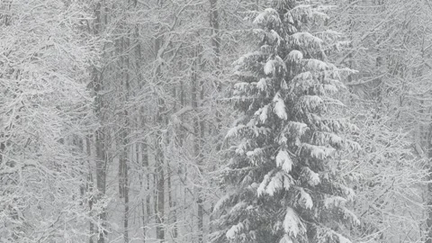 Winter snowfall in the forest, falling snow. Winter landscape. Snow covered Stock Footage 147106224