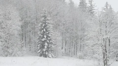 Winter snowfall in the forest, falling snow. Winter landscape. Snow covered Stock Footage 147106720