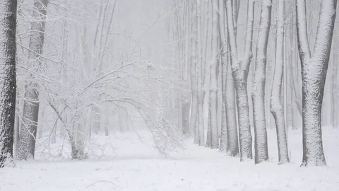 Winter snowfall  in the forest, soft snowy christmas morning with falling snow Stock Footage 96005492