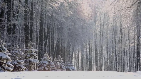 Winter snowfall in the forest, soft snowy christmas morning with falling snow Stock Footage 96144232