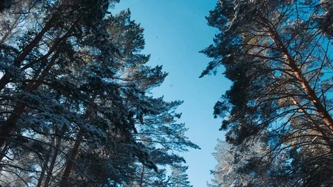 Winter Snowfall in the Mountain Pine Forest with Snowy Christmas Trees. Slow Mot Stock Footage 126777649