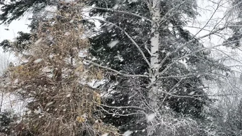 Winter snowfall or blizzard in forest Stock Footage 323763117