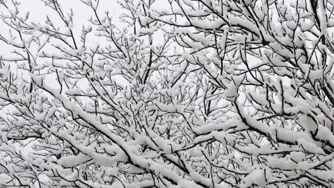 Winter snowfall over bare tree branches Stock Footage 147448559