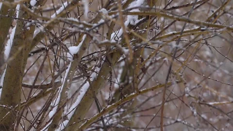 Winter snowfall in park. Stock Footage 150211432