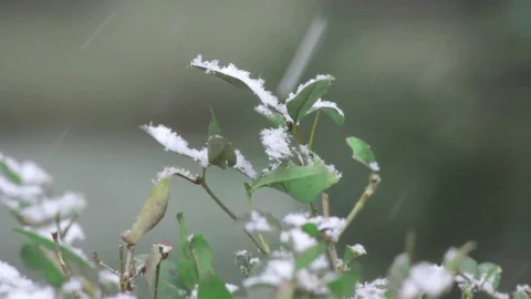 Winter Snowfall on Plants Stock Footage 70287964