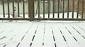 Winter snowfall timelapsed over 4 hours Vidéos HD