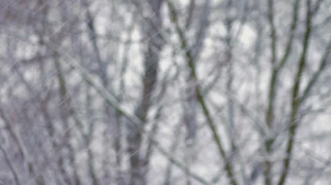 Winter Snowfall with Trees HD Stock Footage 33640085