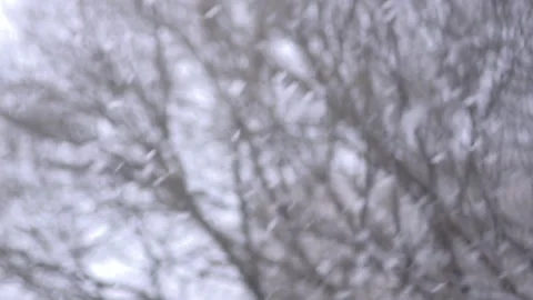Winter snowfall with wind on a blurred background of tree branches Stock Footage 91441464