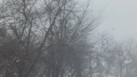 Winter snowfalls with snowflakes on the background of bare trees. Stock Footage 154216143