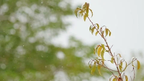 In winter, snowflakes fall slowly Видео 259619043