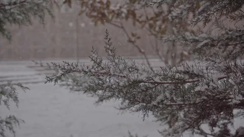 Winter snowflakes falling down on tree at the park. Stock Footage 293124473