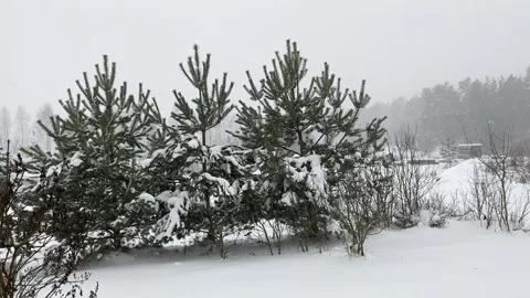 Winter snowstorm on the background of the forest Video stock 227589287