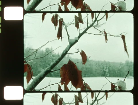 Winter snowstorm: Beech leaves blowing in the wind / snow (16mm, Ektachrome) Video stock 254797526