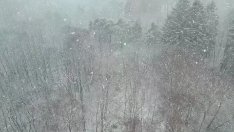 Winter Snowstorm Blizzard in a Forest, Pull Back Aerial Video stock 344299216