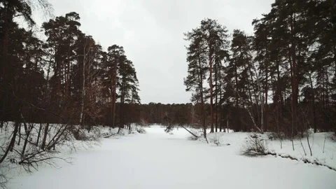 Winter snowstorm with floating snowflakes falling on a forested landscape of Stock Footage 73668055