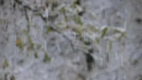 Winter snowstorm in the  forest with a focus change Stock Footage 99079998