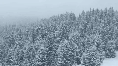 Winter Snowstorm in Mountain Spruce Forest – Heavy Falling Snow Video stock 328534477