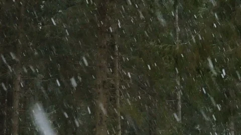 Winter snowstorm in the pine forest. Pine branches bend under the falling snow Stock Footage 70369208