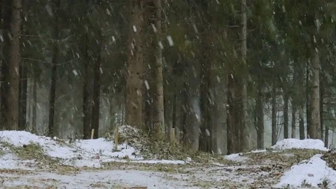Winter snowstorm in the pine forest. Pine branches bend under the falling snow Stock Footage 70369413