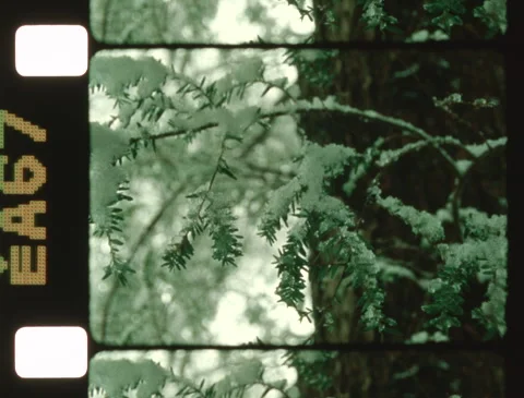 Winter snowstorm: Snow on hemlock trees, detail (16mm, Ektachrome) 動画素材 254796107