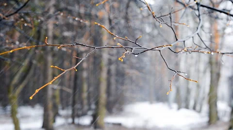 Winter snowstorm in the woods Video stock 51484393